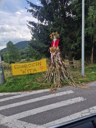 Szarocin wita